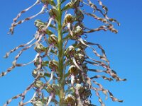 Himantoglossum hircinum 22, Bokkenorchis, Saxifraga-Ed Stikvoort