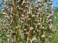 Himantoglossum hircinum 23, Bokkenorchis, Saxifraga-Ed Stikvoort