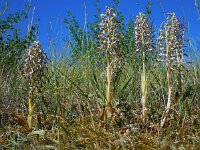 Himantoglossum hircinum 24, Bokkenorchis, Saxifraga-Ed Stikvoort