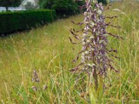Himantoglossum hircinum 32, Bokkenorchis, Saxifraga-Ed Stikvoort