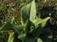 Himantoglossum hircinum 34, Bokkenorchis, Saxifraga-Rutger Barendse