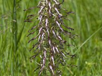 Himantoglossum hircinum 53, Bokkenorchis, Saxifraga-Jan Nijendijk