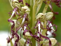 Himantoglossum hircinum 76, Bokkenorchis, Saxifraga-Sonja Bouwman  940. Bokkenorchis - Himantoglossum hircinum - Orchidaceae familie (i)