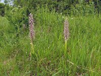 Himantoglossum hircinum 78, Bokkenorchis, Saxifraga-Hans Grotenhuis