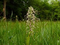 Himantoglossum hircinum 79, Bokkenorchis, Saxifraga-Hans Grotenhuis
