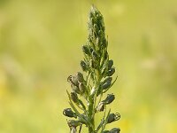 Himantoglossum hircinum 8, Bokkenorchis, Saxifraga-Elisabeth Raboin
