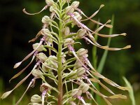 Himantoglossum hircinum 81, Bokkenorchis, Saxifraga-Hans Grotenhuis