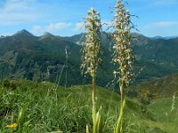 Himantoglossum hircinum 82, Bokkenorchis, Saxifraga-Ed Stikvoort : Posada de Valdeón - Espinama s9900