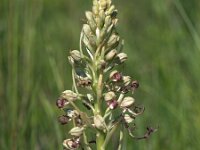 Himantoglossum hircinum 9, Bokkenorchis, Saxifraga-Hans Dekker