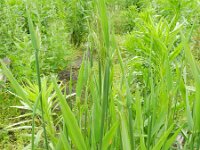 Holcus mollis 5, Gladde witbol, Saxifraga-Rutger Barendse