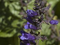 Horminum pyrenaicum 2, Saxifraga-Marijke Verhagen