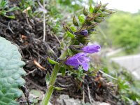 Horminum pyrenaicum 6, Saxifraga-Rutger Barendse