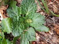 Horminum pyrenaicum 8, Saxifraga-Rutger Barendse