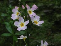 Hottonia palustris 7, Waterviolier, Saxifraga-Jasenka Topic