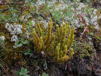 Huperzia selago 10, Dennenwolfsklauw, Saxifraga-Ed Stikvoort