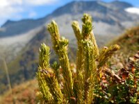 Huperzia selago 16, Dennenwolfsklauw, Saxifraga-Ed Stikvoort