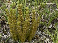 Huperzia selago 31, Dennenwolfsklauw, Saxifraga-Willem van Kruijsbergen