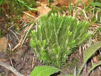 Huperzia selago 6, Dennenwolfsklauw, Saxifraga-Jasenka Topic