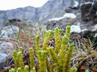 Huperzia selago 7, Dennenwolfsklauw, Saxifraga-Jeroen Willemsen