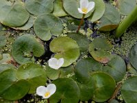 Hydrocharis morsus-ranae 13, Kikkerbeet, Saxifraga-Ed Stikvoort