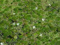 Hydrocharis morsus-ranae 22, Kikkerbeet, Saxifraga-Ed Stikvoort