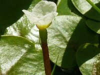 Hydrocharis morsus-ranae 26, Kikkerbeet, Saxifraga-Hans Grotenhuis