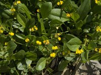 Hymenocarpus circinnatus 10, Saxifraga-Willem van Kruijsbergen