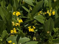 Hymenocarpus circinnatus 12, Saxifraga-Willem van Kruijsbergen