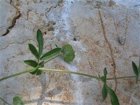Hymenocarpus circinnatus 7, Saxifraga-Jasenka Topic