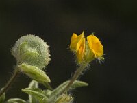 Hymenocarpus circinnatus 9, Saxifraga-Willem van Kruijsbergen