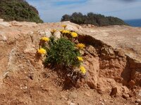 Hyoseris radiata 12, Saxifraga-Peter Meininger