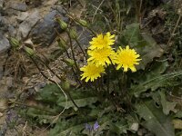 Hyoseris radiata 2, Saxifraga-Willem van Kruijsbergen