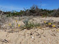 Hypecoum littorale 7, Saxifraga-Ed Stikvoort : Ilha Deserta