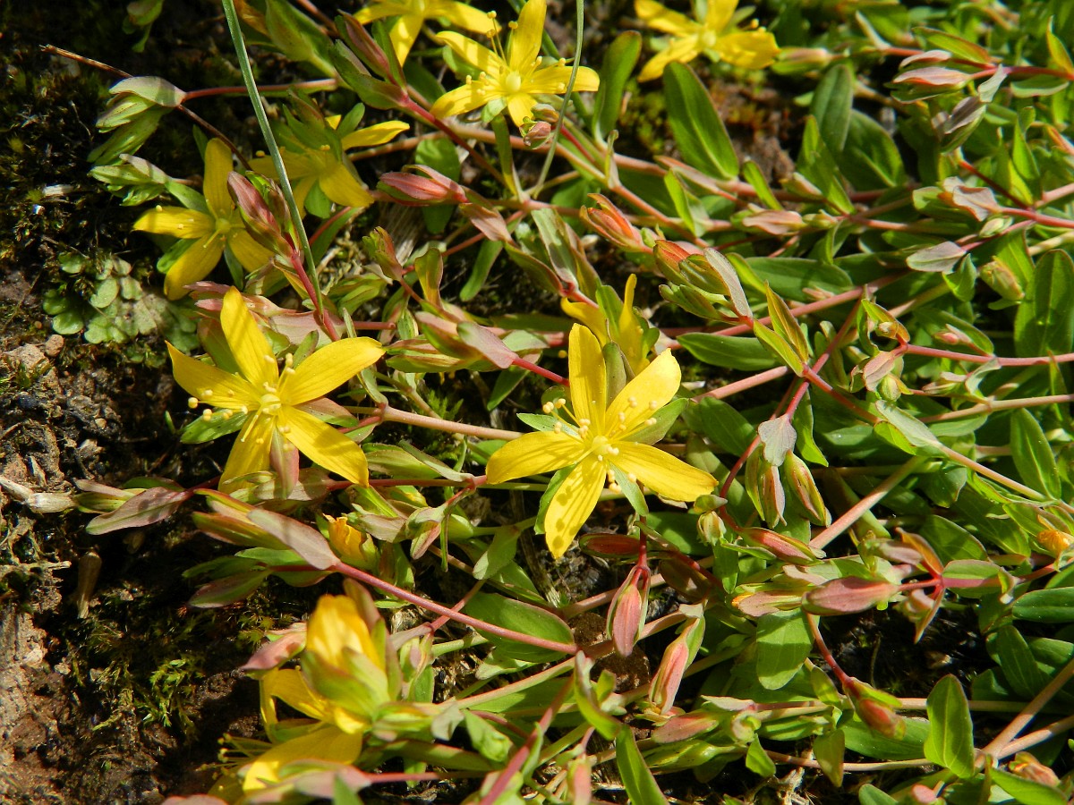 Hypericum humifusum, Trailing St John's-wort