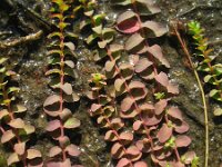 Hypericum humifusum 6, Liggend hertshooi, Saxifraga-Rutger Barendse