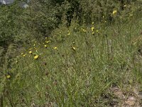Hypochaeris maculata 22, Gevlekt biggenkruid, Saxifraga-Willem van Kruijsbergen