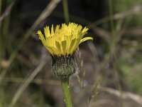 Hypochaeris maculata 23, Gevlekt biggenkruid, Saxifraga-Willem van Kruijsbergen