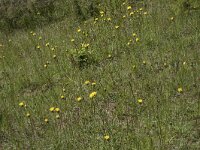 Hypochaeris maculata 25, Gevlekt biggenkruid, Saxifraga-Willem van Kruijsbergen