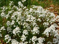 Iberis amara 5, Bittere scheefbloem, Saxifraga-Hans Grotenhuis