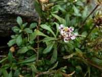 Iberis carnosa 13, Saxifraga-Ed Stikvoort : Poncebos - Cordiñanes de Valdeón s9900