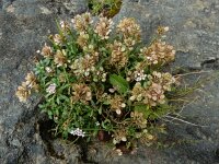 Iberis carnosa 15, Saxifraga-Ed Stikvoort : Poncebos - Cordiñanes de Valdeón s9900