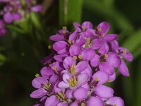 Iberis umbellata 3, Schermscheefbloem, Saxifraga-Rutger Barendse