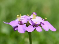 Iberis umbellata 8, Schermscheefbloem, Saxifraga-Sonja Bouwman