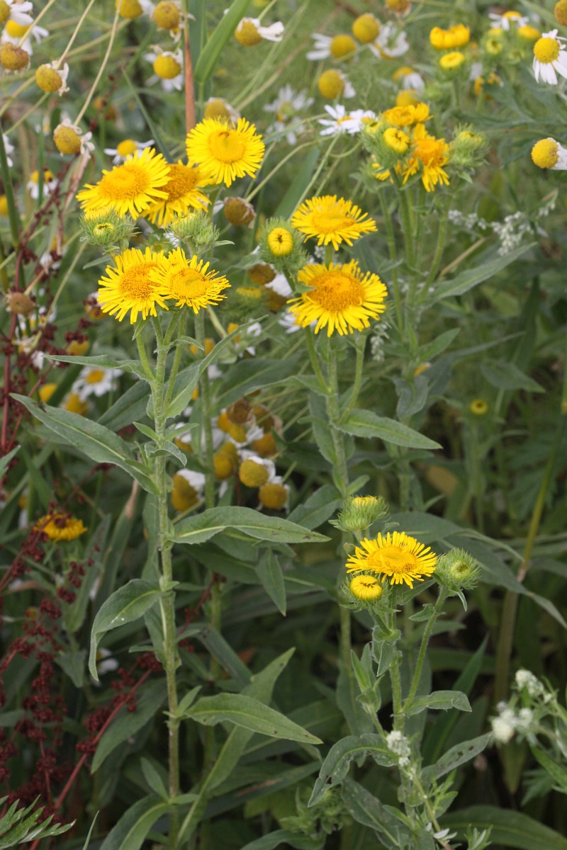Inula britannica, Yellow Starwort