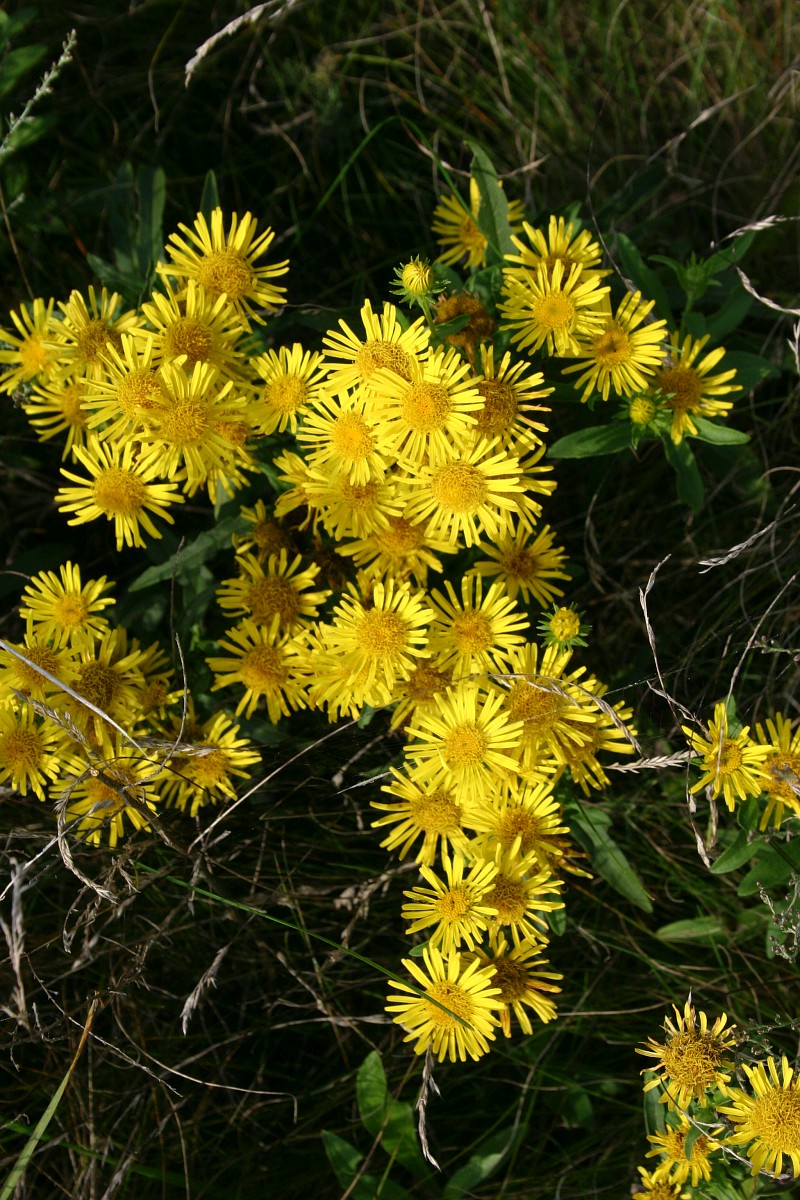 Inula britannica, Yellow Starwort