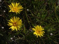 Inula ensifolia 4, Saxifraga-Jasenka Topic