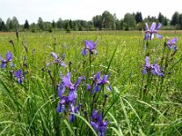 Iris sibirica 14, Siberische lis, Saxifraga-Mark Zekhuis