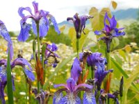 Iris sibirica 19, Siberische lis, Saxifraga-Ed Stikvoort