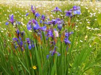 Iris sibirica 20, Siberische lis, Saxifraga-Ed Stikvoort