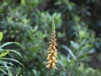 Isoplexis canariensis 10, Saxifraga-Dirk Hilbers